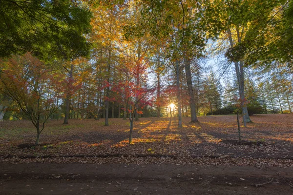 Осенние цвета на рассвете — стоковое фото