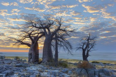 Baobab ağaçları ve bulutlar