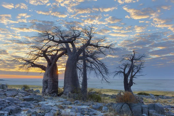Baobab bomen en wolken — Stockfoto