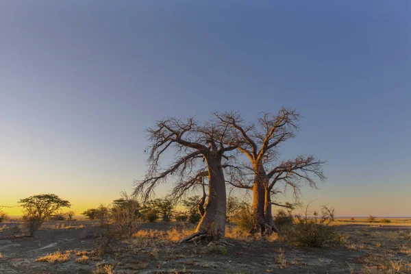 Twee bomen van de baobab — Stockfoto