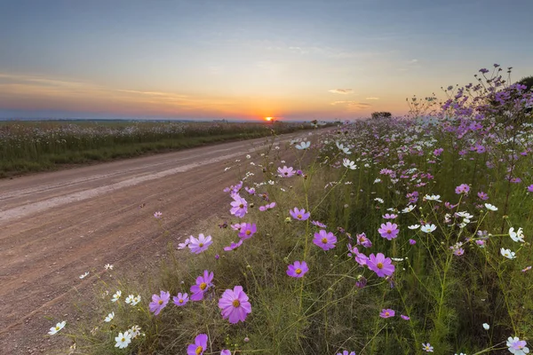 Cosmos flores al atardecer —  Fotos de Stock