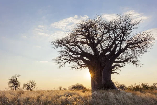 Sol starburst em baobab árvore — Fotografia de Stock