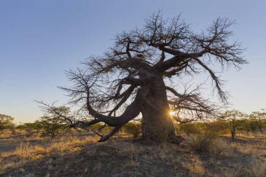 Gün batımında Baobab ağacı