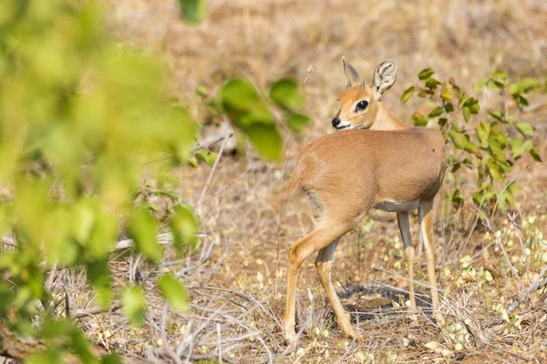 Steenbok in Kruger NP — Stock Photo, Image
