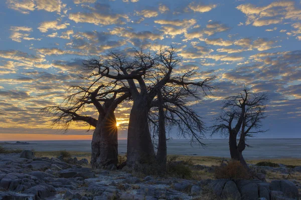 Sol starburst em baobab árvore — Fotografia de Stock