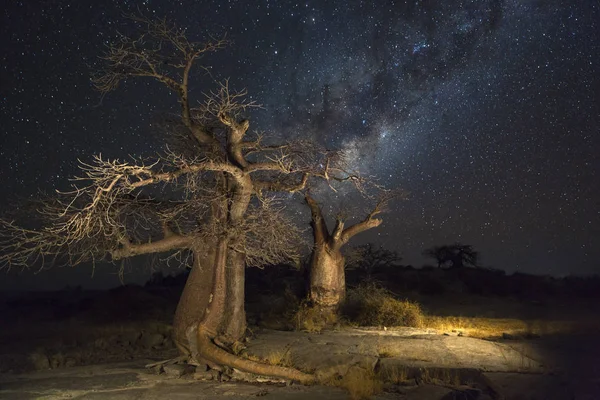 Baobab ağaçları ve milkyway — Stok fotoğraf