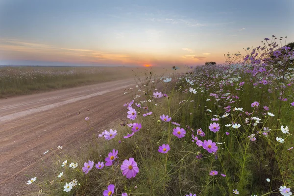 Cosmos flores y polvo al atardecer —  Fotos de Stock