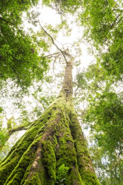 yosun kaplı ağaç gövdesi