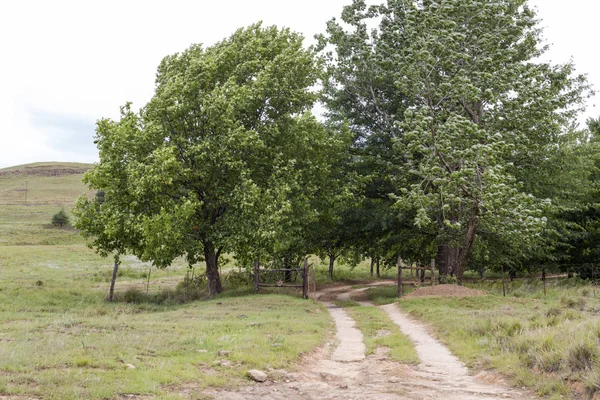 Farm gate and trees