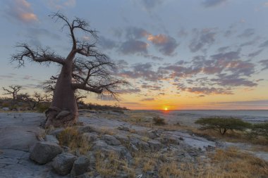 Gün batımında Baobab ağacı