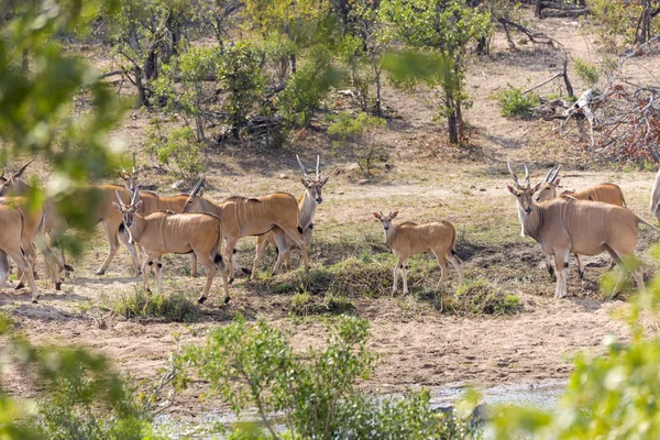 Eland à Kruger NP — Photo