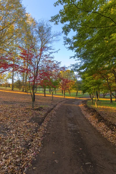 Árvores coloridas de outono — Fotografia de Stock
