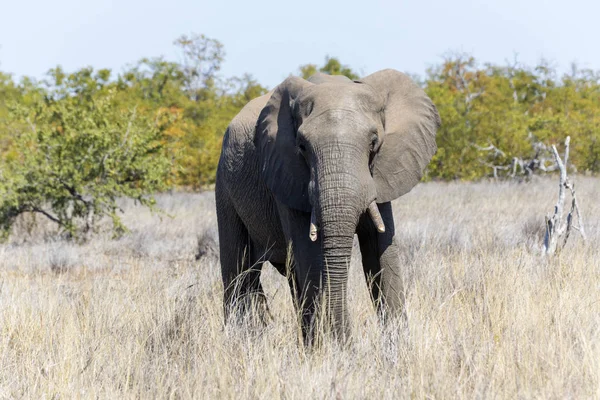 Elefant i Kruger Np — Stockfoto