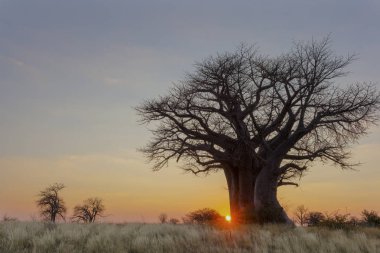 Baines kamp gün batımında