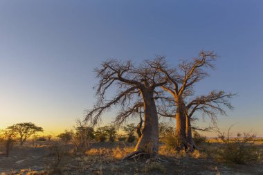 Kukonje ada güneş doğarken