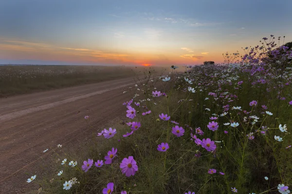 Cosmos flores al atardecer —  Fotos de Stock