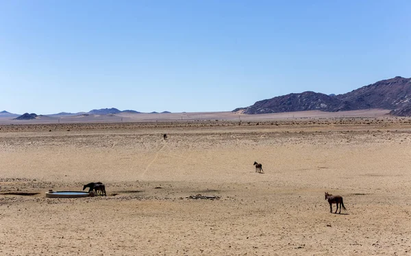 Caballos salvajes del Namib —  Fotos de Stock