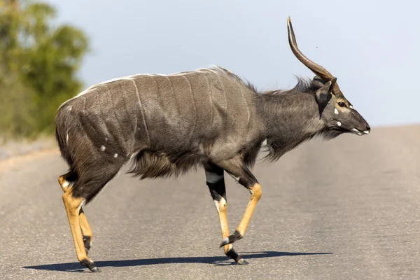 Bull Nyala spaceru nad drogą — Zdjęcie stockowe