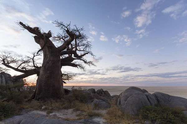 Großer einsamer Baobab bei Sonnenuntergang — Stockfoto