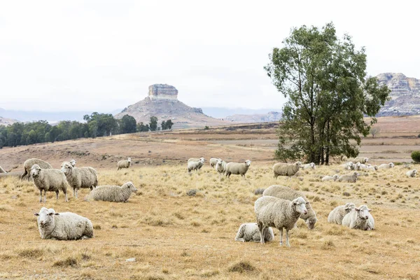 Sheep resting in the field — Stock Photo, Image