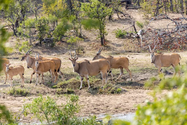 Eland in Kruger NP — Stock Photo, Image