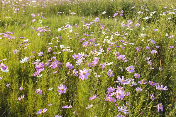 Cosmos barevné květiny — Stock fotografie