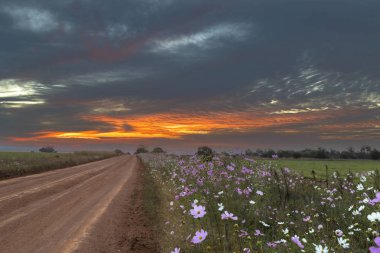 Günbatımında turuncu renkli bulutlar ve kozmos çiçekleri