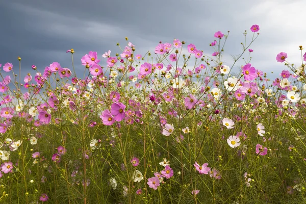 Cosmos rosa e branco flores contra as nuvens — Fotografia de Stock