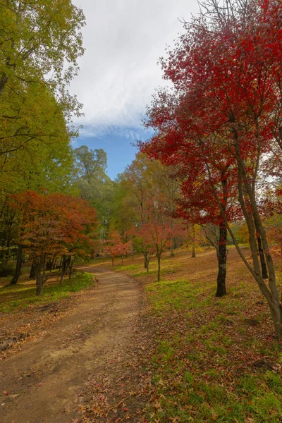Vermelho e laranja outono árvores coloridas — Fotografia de Stock