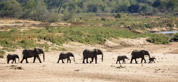 Słonie w drodze do wody. — Zdjęcie stockowe