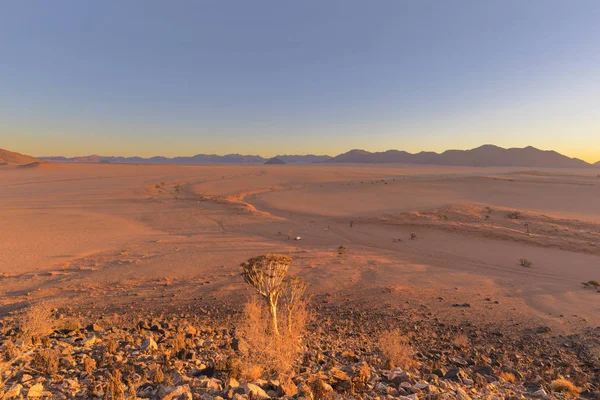 Quiver tree and wide open spaces in the desert — Stock Photo, Image