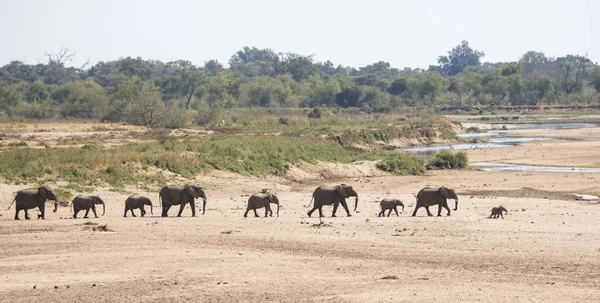 Bebé elefante llevar la manada al agua — Foto de Stock