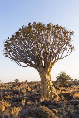 Titrek ağaçta günün ilk gün ışığı