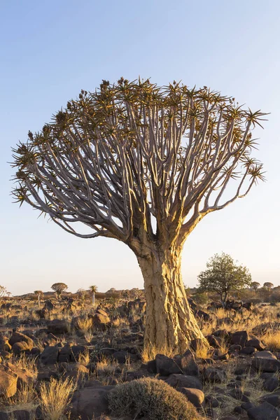 Das erste Sonnenlicht des Tages am Köcherbaum — Stockfoto