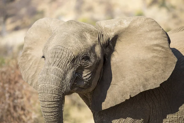 Porträtt av unga afrikanska elefanten — Stockfoto