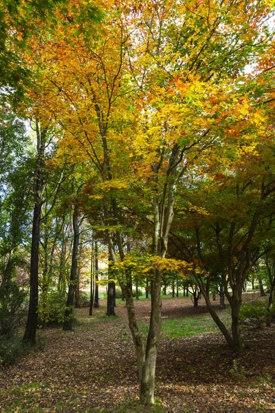 Folhas Outono Amarelas Árvore — Fotografia de Stock