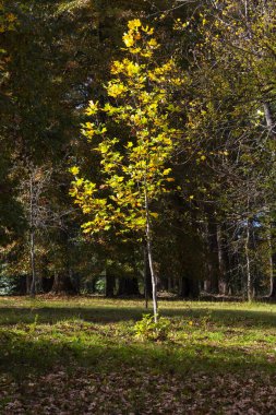 Günışığında genç sonbahar renkli ağaç