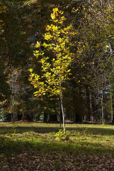 Árbol Joven Color Otoñal Luz Del Sol —  Fotos de Stock