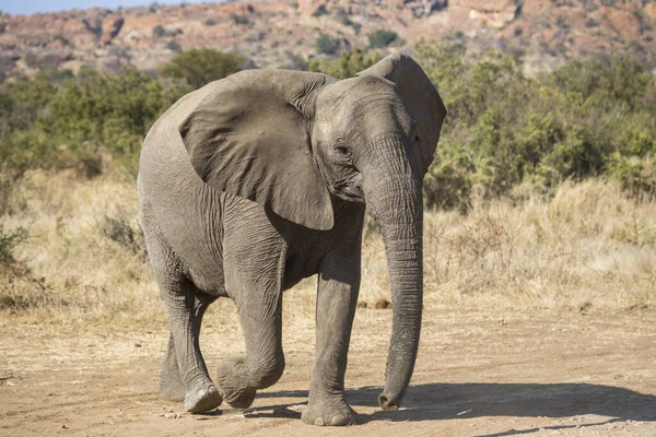 Osamělý Mladý Africký Slon Kráčí — Stock fotografie