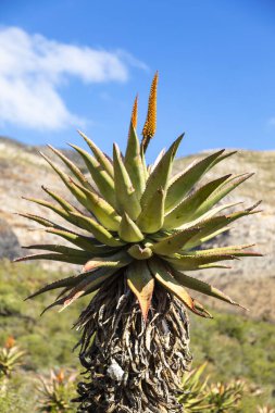 Karoo 'da turuncu aloe çiçekleri