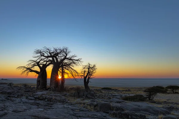 Ηλιακή Έκρηξη Πίσω Από Δέντρα Baobab — Φωτογραφία Αρχείου