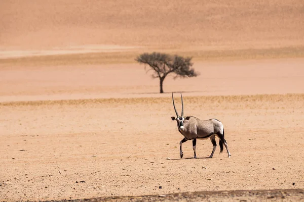 Oryx Solitario Árbol Desierto —  Fotos de Stock