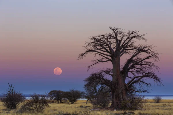 Der Vollmondaufgang Neben Einem Großen Baobab Baum — Stockfoto