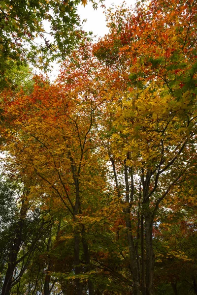 Amarelo Laranja Vermelho Folhas Outono Nas Árvores — Fotografia de Stock