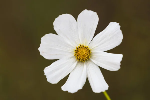 Single White Cosmos Flower Green Background — Stock Photo, Image