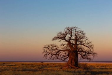 Gün batımından sonra büyük baobab ağacı