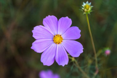 Mor kozmos çiçeği yeşil arka planda
