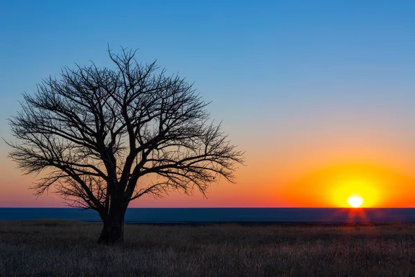 Albero Solitario Tramonto Sulla Padella — Foto Stock