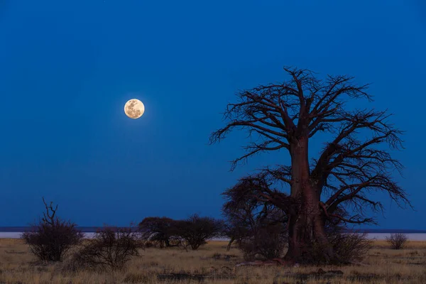 Full moon at blue hour next to baobab tree
