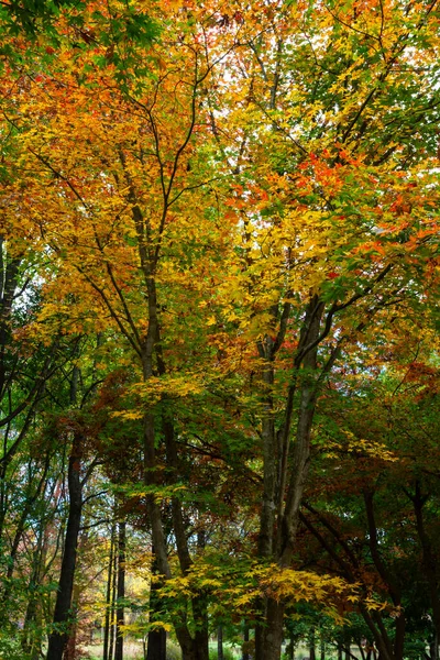 Gelbe Und Orange Herbstblätter — Stockfoto